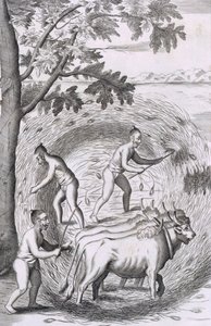 The manner of treading out their rice, from An Historical Relation of the Island Ceylon, pub. 1681
