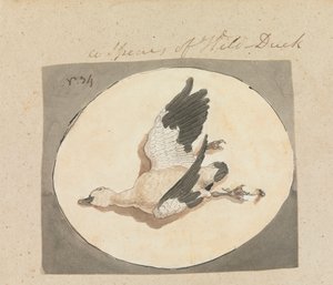 A Species of Wild Duck by Robert Mabon