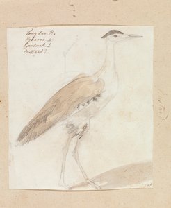 Great Indian Bustard