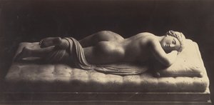 The Hermaphrodite