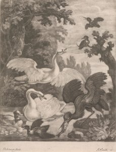 Waterfowl by Robert Robinson