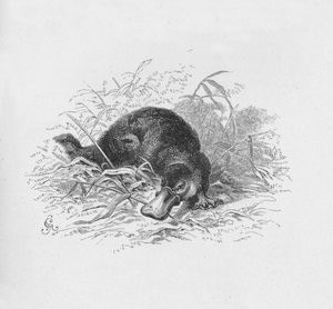 Ornithorhynchus Paradoxus