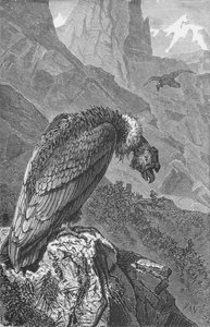 The Condor