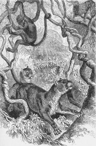 The Puma