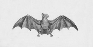 Vampire Bat by Robert Taylor Pritchett