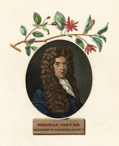 Portrait of Nehemiah Grew, Physician and Botanist (engraving)