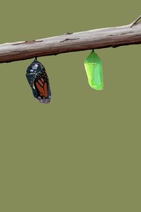 Monarch Cocoons by Roberta Murray