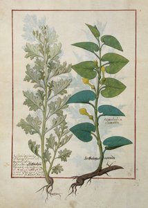 Illustration from The Book of Simple Medicines by Mattheaus Platearius
