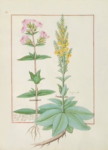 Illustration from the Book of Simple Medicines