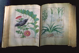 Two pages depicting Rose and Garlic, from The Book of Simple Medicines by Mattheus Platearius, c.1470 by Robinet Testard