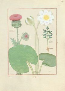 Plumed thistle, Water lily and Castor bean plant, illustration from The Book of Simple Medicines, by Mattheaus Platearius by Robinet Testard