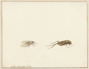 Two Insects by Rochus van Veen