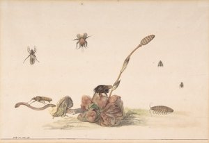 Various Insects by a Fungus, 1681