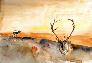 Elk Golden Sunset by RodMacIver