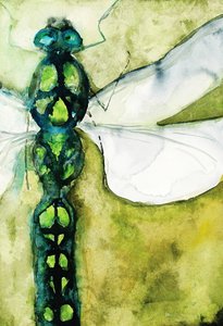 Emerald Dragonfly by RodMacIver