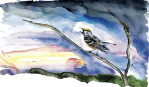 Singing Bird at Dawn by RodMacIver