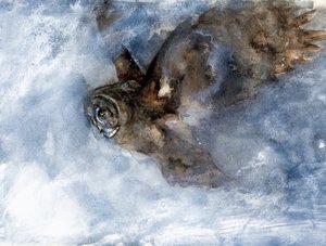 Snow Owl Soaring