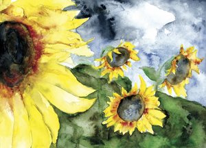 Sunflowers Under Stormy Sky
