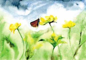 Vibrant Meadow Butterfly