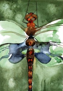 Vibrant Watercolor Dragonfly by RodMacIver