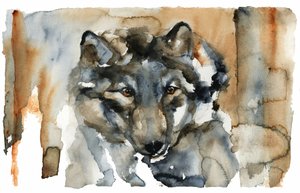 Wild Wolf Watercolor by RodMacIver