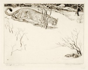 Bob-white and Puma