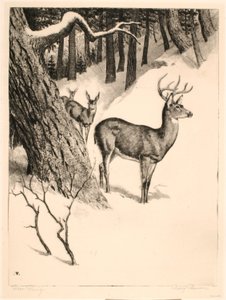 Deer Family by Rodney Thomson