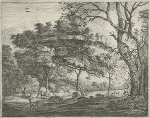 Deer in the Hague Forest