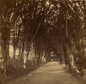 The Dark Walk; Stonyhurst