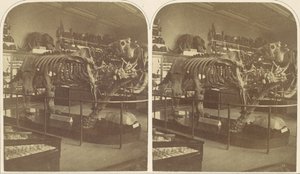 The Megatherium, British Museum by Roger Fenton
