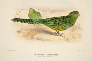Ground Parrot