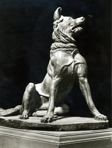 Bull Mastiff Dog