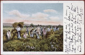 Postcard depicting Romanian peasants harvesting, 1906