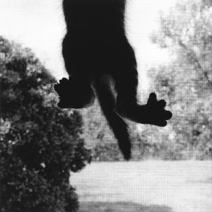 Climbing Cat by Ron Evans