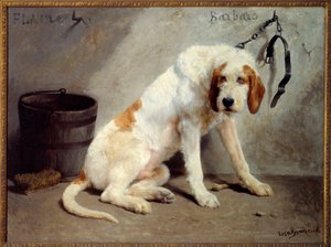 The dog Barbaro after the hunt (Hunting dog)
