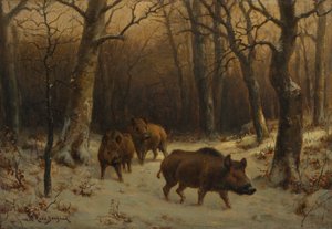 Wild Boars in the Snow