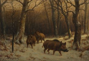 Wild Boars in the Snow