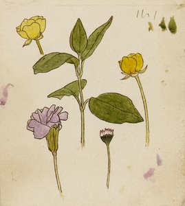 Study of Flowers - Buttercup and Daisy