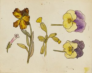 Study of Flowers - Pansy, Wallflower