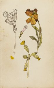 Study of flowers, wallflower and cowslip