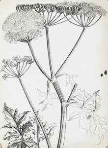 Cow Parsley