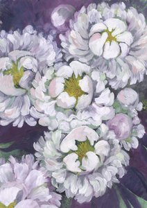 White Peony Blooms by Rosana Laiz Blursbyai