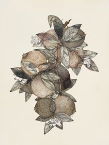 Pomegranate (1867)
