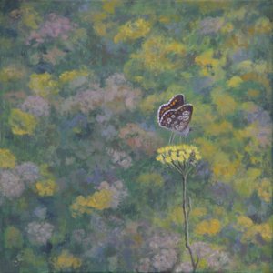 Brown Argus (after photo by Sara Crow) by Ruth Addinall