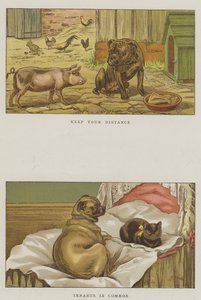 Humorous Dogs