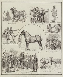 Sketches at the Shire Horse Show, in the Royal Agricultural Hall, Islington