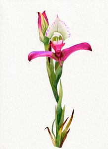 Pink Orchid Bloom by Salome