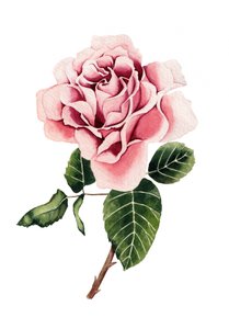 Watercolor Pink Rose by Salome