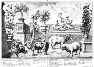 Sheep by Salomon Kleiner