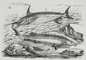 1 Swordfish (Xiphias gladius), 2 Sturgeon (Acipenser sturio)